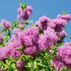 Il existe des variétés à **fleurs simples** et d'autres à **fleurs doubles**.