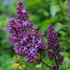 La **floraison** du lilas commun a lieu de **mi-avril à mi-mai**, juste avant la floraison de nombreuses autres fleurs d'été, marquant l'arrivée du printemps.