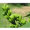 Les **fruits** sont de petites **capsules ligneuses**, ovoïdes, coriaces, mesurant **1 à 2 centimètres de long**.