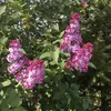 Aujourd'hui, le lilas est largement **naturalisé en Europe occidentale et septentrionale**, ainsi qu'en **Amérique du Nord**, où il a été introduit au XVIIIe siècle.