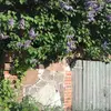 En Europe, le lilas est fréquemment planté dans les **jardins**, **parcs** et **espaces verts** pour ses **fleurs attrayantes et odorantes**.
