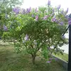 Le lilas commun est un **arbrisseau ornemental** populaire, introduit en Europe depuis les **jardins ottomans au XVIe siècle**.