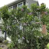 **Syringa vulgaris** est souvent utilisé comme **plante ornementale** pour ses fleurs colorées et parfumées qui apparaissent au printemps.