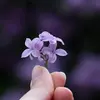 En médecine traditionnelle, le lilas est utilisé pour ses propriétés **fébrifuges** (faisant baisser la fièvre), **décongestionnantes** et **anti-inflammatoires**.