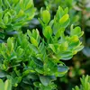 Le **feuillage** est **très dense** et d'un **vert foncé brillant** sur le dessus, tandis que le dessous est d'un **vert plus clair**.