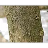 L'**écorce** du buis est **gris-beige**, **rugueuse** et **craquelée**, avec des **petites écailles caduques** qui se détachent avec le temps.