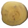 Sous l'écorce, le bois est **jaune clair** et particulièrement **dur**, utilisé pour fabriquer des outils et objets artisanaux.