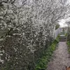 La couleur sombre de l'écorce contraste avec les **fleurs blanches** du printemps, créant un effet visuel distinctif.