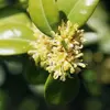 Le buis produit des **fleurs très discrètes**, en **glomérules axillaires** (petites grappes), composées de **fleurs mâles** et d'une **fleur femelle terminale**.