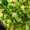 La **floraison** a lieu de **mars à mai**, et les fleurs produisent un nectar apprécié des abeilles, favorisant la pollinisation.