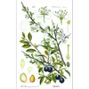 Les **feuilles** de **Prunus spinosa** sont **petites**, mesurant environ **2 à 4 centimètres de long** et **1 à 2 centimètres de large**.