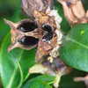 La **fructification** se produit en **septembre**, quand les capsules s'ouvrent pour libérer des graines noires, favorisant la dispersion par les fourmis, un phénomène appelé **myrmécochorie**.