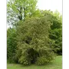**Buxus sempervirens** est originaire d'**Europe du Sud** et d'**Asie Mineure**, mais il est largement distribué en **Europe occidentale**, notamment dans le **Midi de la France** et la **vallée du Rhône**.