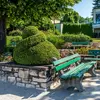 Il est souvent cultivé dans les **parcs et jardins** pour ses qualités ornementales et sa tolérance à la taille, notamment pour l'**art topiaire**.
