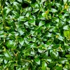 En tant que plante médicinale, le buis a été traditionnellement utilisé comme **sudorifique**, **cholagogue** et **antirhumatismal**, bien que son usage nécessite prudence en raison de sa **toxicité potentielle**.