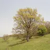 Le **Quercus pubescens**, ou **chêne pubescent**, est un arbre à **croissance relativement rapide**, atteignant généralement entre **10 et 25 mètres de hauteur**, et parfois jusqu'à **25 mètres**.