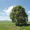 Le **tronc** est souvent **court et tortueux** lorsqu’il pousse en champ, mais peut être **long et droit** en milieu forestier, s'adaptant à son environnement.
