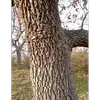 À mesure que l'arbre vieillit, ces crevasses deviennent plus marquées, offrant un habitat idéal pour diverses espèces d'insectes et petits animaux.