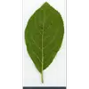 Les nervures des feuilles sont **duveteuses sur le dessous** (pubescentes), une caractéristique distinctive pour l'identification.
