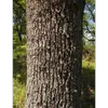 Cette écorce robuste lui permet de résister aux conditions arides et aux incendies fréquents dans son habitat naturel.