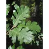 Les **feuilles** du chêne pubescent sont **alternes** et ont un **pétiole poilu** de **1 à 2 centimètres** de longueur.