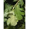 Le **dessus des feuilles** est **glabre** et **vert foncé**, tandis que le **dessous est légèrement pubescent**, aidant à retenir l'humidité dans les climats secs.