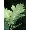 Les **rameaux de l'année** et le **revers des feuilles** sont couverts de **poils doux (pubescence)**, d'où le nom de l'arbre.