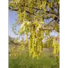 Elles sont pollinisées par le vent, un processus appelé **anémophilie**.