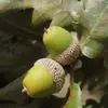 Les **glands** sont **ovoïdes** et leur **cupule est écailleuse et pubescente**, les protégeant des conditions climatiques et des prédateurs.