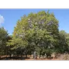 Le chêne pubescent est principalement présent dans le **sud de l'Europe** et l'**ouest de l'Asie**, jusqu'au Moyen-Orient.