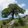 En France, il est répandu dans toutes les régions sauf en **Bretagne et dans le Nord**, jusqu'à une altitude de **1 400 mètres**.