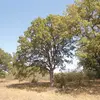 Cet arbre est particulièrement adapté aux environnements **thermophiles** (aimant la chaleur) et **héliophiles** (aimant la lumière), expliquant sa présence dans les **zones méditerranéennes** et les **régions sèches**.