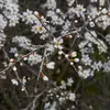 Les fleurs sont **hermaphrodites** (contenant les organes mâles et femelles) et **entomogames**, pollinisées par les insectes.