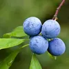 Ils ont une **texture pruineuse** (couverte d'une substance cireuse) qui peut être enlevée par frottement.