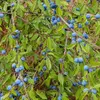 Les prunelles sont **très âpres** et astringentes tant qu'elles n'ont pas subi les **premières gelées**, ce qui adoucit leur goût.