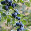La **fructification** se déroule de **septembre à octobre**, avec des fruits qui restent parfois sur l'arbre une partie de l'hiver.