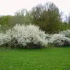 Il est commun dans toute la **France**, surtout dans les **haies, lisières de bois, talus**, et **bords de chemins**.