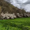 Le prunellier préfère les **expositions ensoleillées** mais peut tolérer une **légère ombre**.