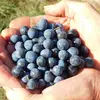 En gastronomie, les **prunelles** sont utilisées pour produire des **confitures**, des **eaux-de-vie**, et des **liqueurs** comme le **patxaran** basque.