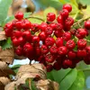 Le sorbier des oiseleurs est également reconnu pour ses propriétés médicinales : les **fruits astringents** étaient traditionnellement utilisés pour traiter les **enrouements** et les **extinctions de voix**.