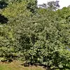 Le **Cognassier** (Cydonia oblonga) est un **petit arbre** ou parfois un **arbuste**, atteignant une hauteur de **5 à 8 mètres** et une largeur de **4 à 6 mètres**.