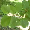 Les **feuilles** du cognassier sont **alternes, simples et ovales**, mesurant entre **6 et 11 centimètres de long** et **jusqu'à 10 centimètres de large**.