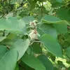 Elles ont un **bord lisse** et sont parfois légèrement **ondulées ou repliées**.