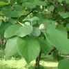 Le **pétiole** des feuilles est **très court**, les faisant paraître presque sessiles.