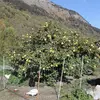 Le cognassier est souvent confondu avec des espèces proches comme le **Pseudocydonia** et le **Chaenomeles**, mais il s'en distingue par ses fruits et ses fleurs.