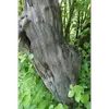 L'**écorce** du cognassier est **grise et lisse**, lui donnant une apparence uniforme et facilement reconnaissable.