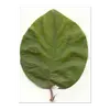Les **feuilles** du cognassier sont **larges et ovales** avec une **texture légèrement pubescente** sur les jeunes feuilles.