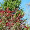 Cet arbre est apprécié dans les zones rurales pour attirer les oiseaux en automne et est de plus en plus planté dans les **jardins urbains** pour son **attrait décoratif** et son **faible encombrement**.