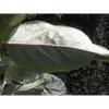 Les feuilles sont **vert foncé** sur le dessus et plus pâles en dessous.