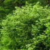 Les feuilles sont **alternes** sur les rameaux, donnant une couverture dense et une apparence touffue à l'arbre.
